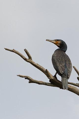 267 Lake Crackenback, aalscholver.jpg